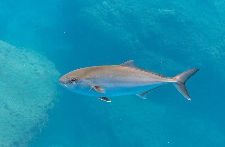 pez limon nadando en aguas marinas