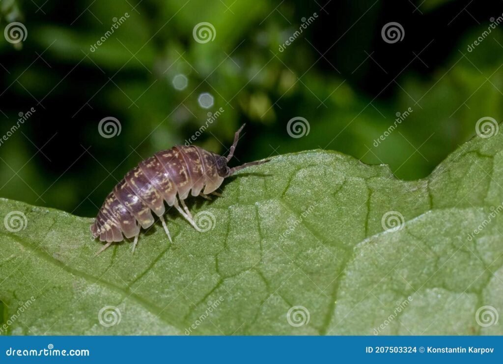 Qué Significa Soñar Con Piojos y Qué Mensaje Te Envía 6 Qué Significa Soñar Con Piojos y Qué Mensaje Te Envía