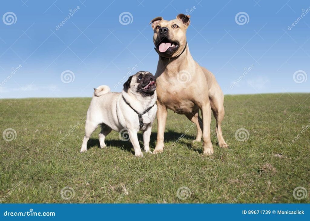 Cómo es el temperamento del Pit Bull Terrier Americano 3 Cómo es el temperamento del Pit Bull Terrier Americano