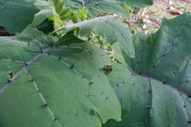 Por qué tienen espinas las hojas de algunas plantas 23 planta con hojas espinosas en la naturaleza