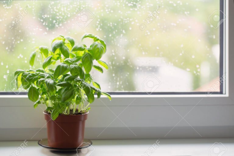 Qué métodos caseros son efectivos para ahuyentar moscas en casa 20 planta de albahaca en una ventana 1