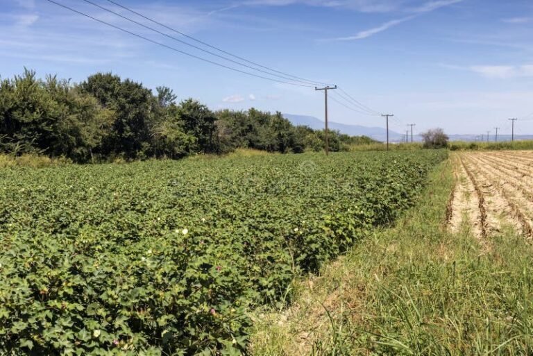 Cómo es el proceso del algodón paso a paso en la industria textil 12 planta de algodon en campo soleado 1