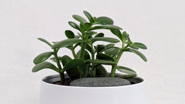 Cómo diferenciar entre la planta jade macho y hembra 14 planta jade con flores y hojas distintas