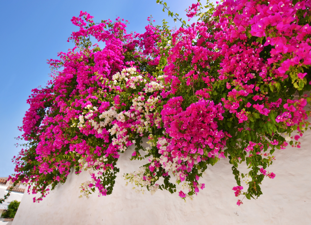 Qué plantas con flores pueden florecer durante todo el año 6 Qué plantas con flores pueden florecer durante todo el año