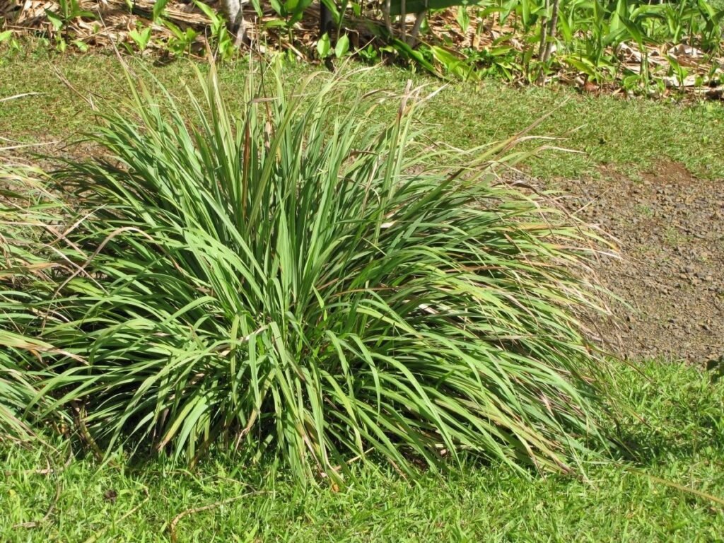 Qué plantas tienen hojas largas y delgadas para decorar mi hogar 8 Qué plantas tienen hojas largas y delgadas para decorar mi hogar