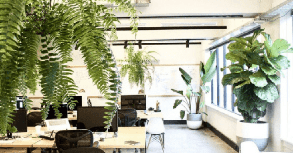 Qué plantas son ideales para oficinas y generan energía positiva 1 plantas verdes en un entorno de oficina