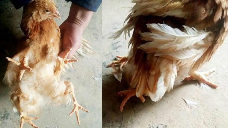 pollo con tres patas en un campo