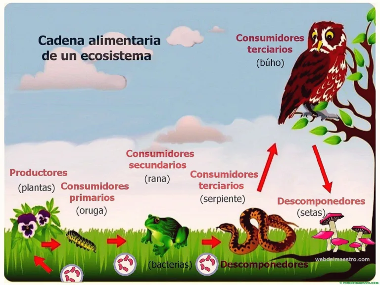 red alimentaria en un ecosistema natural 1