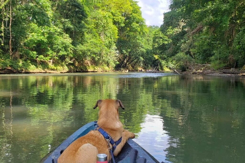 Qué actividades ofrece un complejo turístico safari a orillas del río 3 Qué actividades ofrece un complejo turístico safari a orillas del río