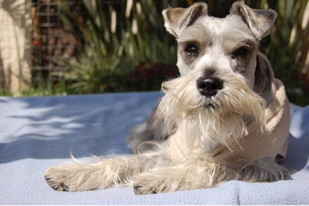 Qué cuidados y temperamento tiene el Schnauzer Mini sal y pimienta 5 Qué cuidados y temperamento tiene el Schnauzer Mini sal y pimienta
