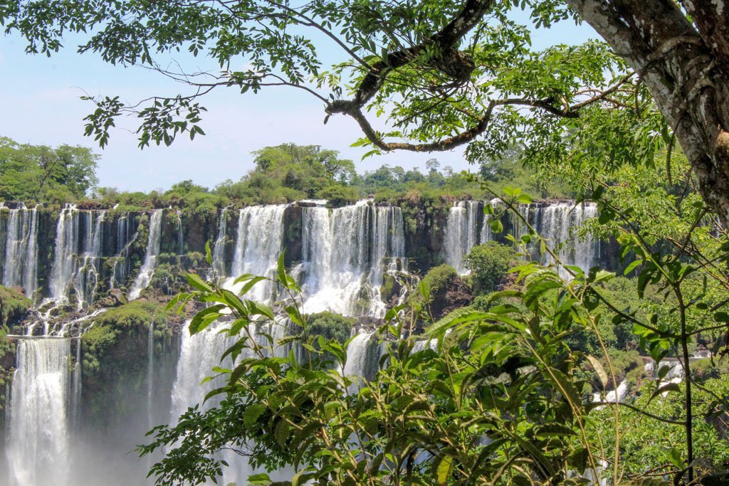 Qué flora y fauna se puede encontrar en el Parque Nacional Iguazú 4 Qué flora y fauna se puede encontrar en el Parque Nacional Iguazú