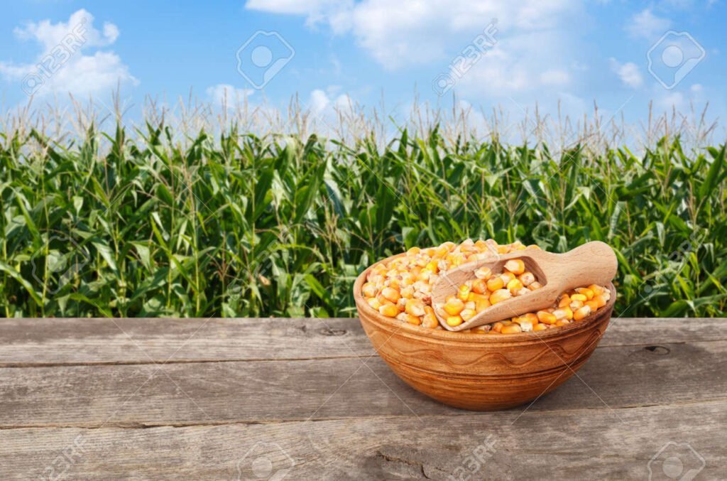 Qué tipos de semillas de maíz son ideales para sembrar en Argentina 3 Qué tipos de semillas de maíz son ideales para sembrar en Argentina