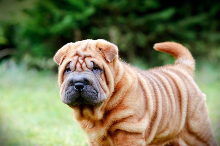 Qué características y cuidados necesita un perro de raza Shar Pei 6 Qué características y cuidados necesita un perro de raza Shar Pei