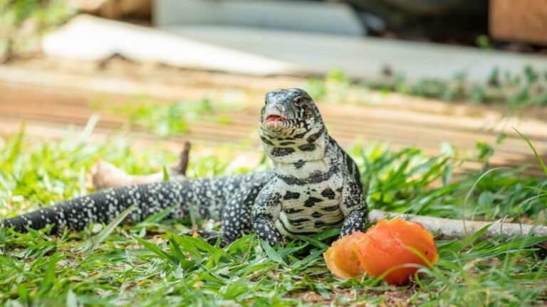 tegu argentino blanco y negro en terrario