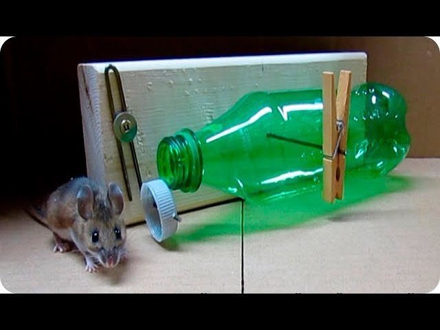 Cómo hacer una trampa efectiva para ratones en casa 4 Cómo hacer una trampa efectiva para ratones en casa