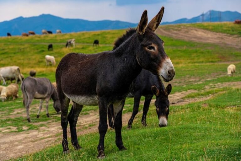 De qué trata la famosa canción "Esa burra no fue a la escuela" 11 una burra pastando en un campo verde