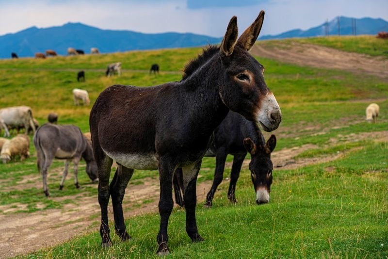 De qué trata la famosa canción "Esa burra no fue a la escuela" 6 De qué trata la famosa canción “Esa burra no fue a la escuela”