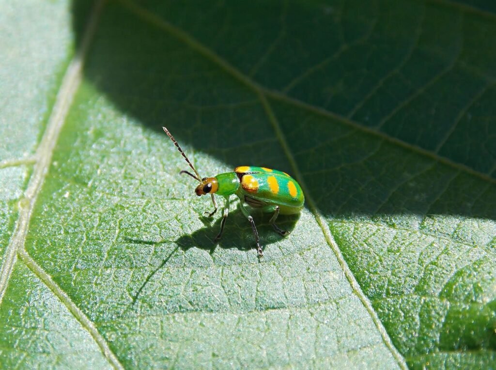 Qué significado espiritual tiene la vaquita de San Antonio 4 Qué significado espiritual tiene la vaquita de San Antonio