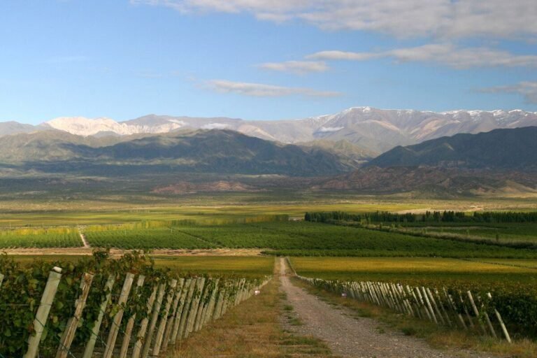 Quiénes son los amigos del vino en San Juan y qué actividades ofrecen 28 vinos y paisajes de san juan argentina